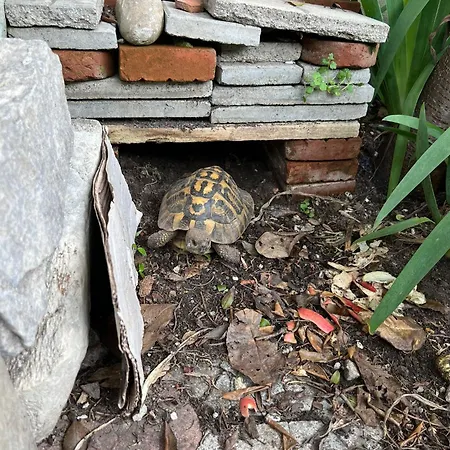 Casa Spadi * Florencia